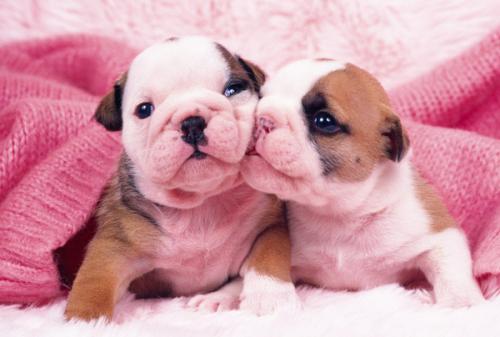 ͨ䲿Сͳ޾Ӫ߲泵ṩ